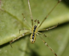 Thwaitesia nigronodosa