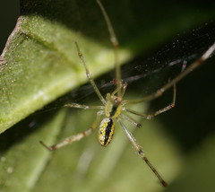 Thwaitesia nigronodosa