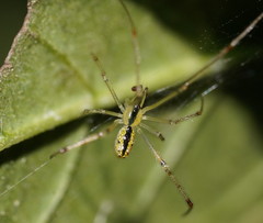 Thwaitesia nigronodosa