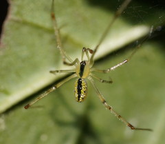 Thwaitesia nigronodosa
