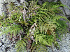 Asplenium appendiculatum maritimum