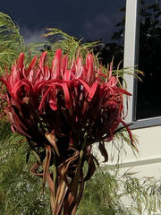 Doryanthes