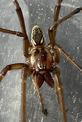 Corasoides occidentalis