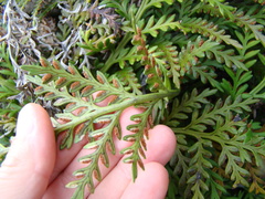 Asplenium appendiculatum maritimum
