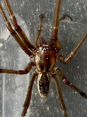 Corasoides occidentalis