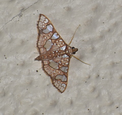 Glyphodes canthusalis