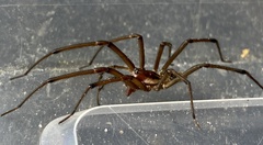 Corasoides occidentalis