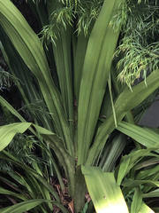 Doryanthes