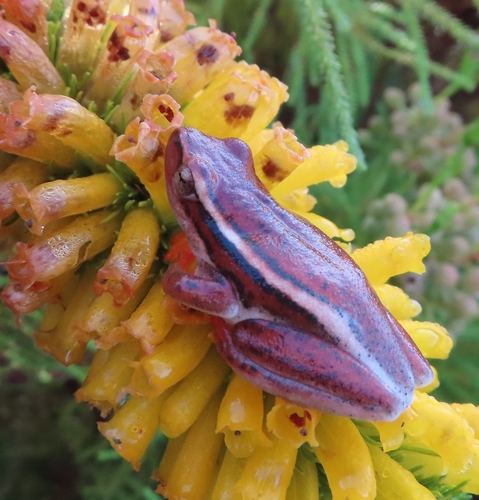 Arum Frog, Hyperolius horstockii