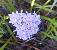 Pseudoselago serrata