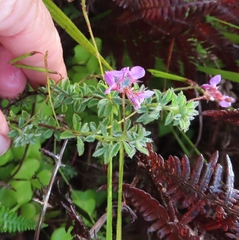 Indigofera alopecuroides