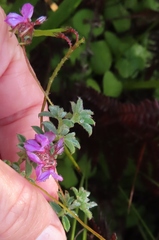 Indigofera alopecuroides