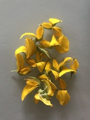 Crotalaria juncea