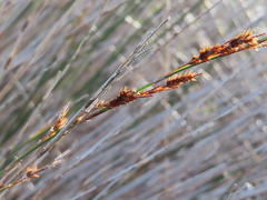 Thamnochortus insignis