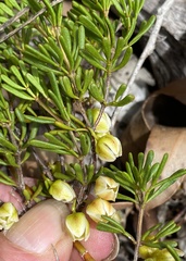 Boronia crassifolia