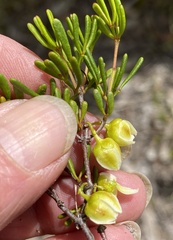 Boronia crassifolia