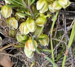 Boronia crassifolia
