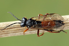 Tenthredo ignobilis