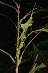 Eurycanthini