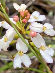 Stylidium junceum