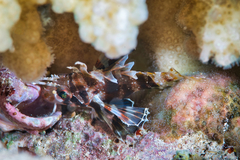 Dendrochirus barberi