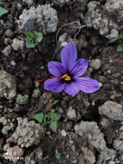 Crocus sativus