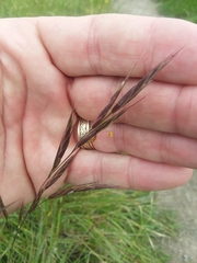 Bromus carinatus californicus
