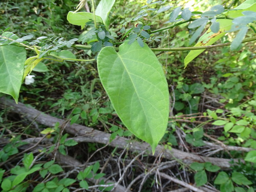 Echites panduratus, photograph 5
