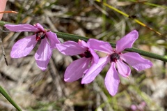 Tetratheca affinis