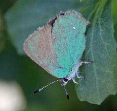 Callophrys dumetorum