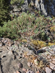 Euphorbia dendroides