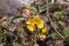Potentilla crantzii