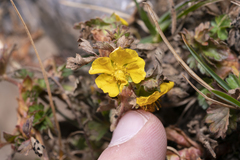 Potentilla crantzii