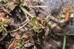 Potentilla crantzii