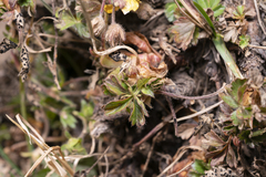 Potentilla crantzii