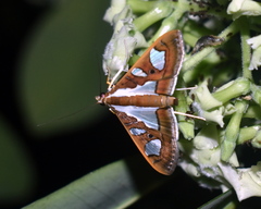 Glyphodes bivitralis