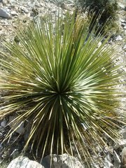 Dasylirion parryanum