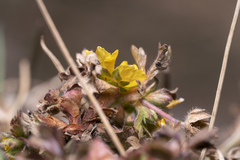 Potentilla crantzii