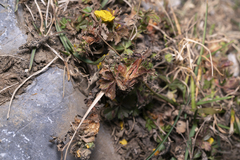 Potentilla crantzii