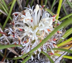 Petrophile longifolia