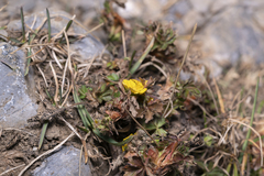 Potentilla crantzii