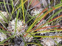Petrophile longifolia