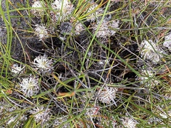 Petrophile longifolia