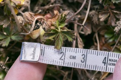 Potentilla crantzii