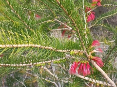 Melaleuca quadrifida