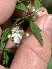 Teucrium corymbosum