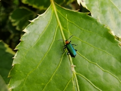 Prionoceridae