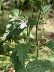 Teucrium corymbosum