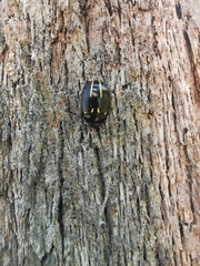 Paropsisterna lineata