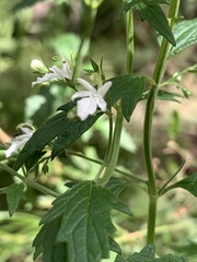 Teucrium corymbosum